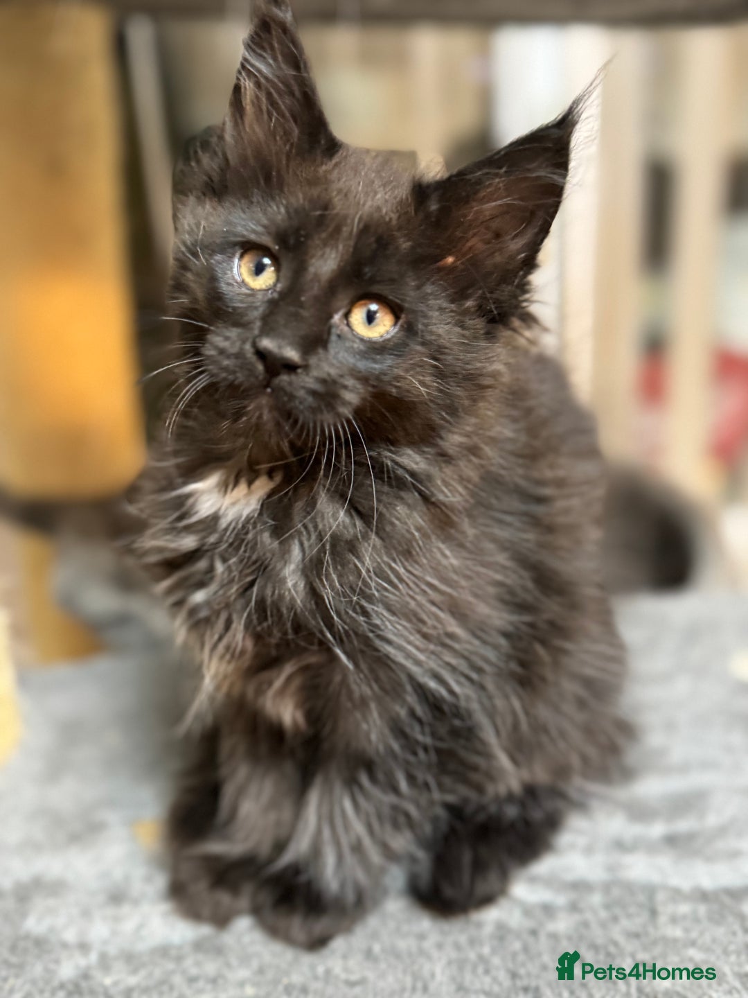 Maine Coon cats for sale: Adorable pure breed Maine coon Kittens’s for sale - Advert 37