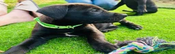 Mixed Breed dogs for sale: Beautiful Labrador X puppies.  - Advert 11