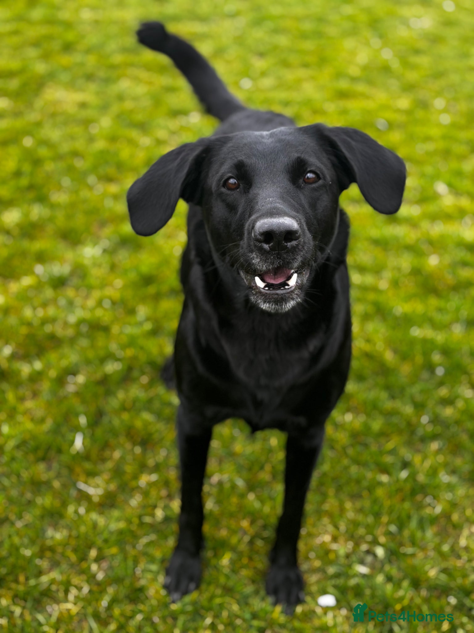 Labrador Retriever dogs for sale: 8 beautiful Black Labrador puppies for sale  - Advert 27