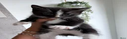 American Shorthair cats for sale: Beautiful kittens  - Advert 4