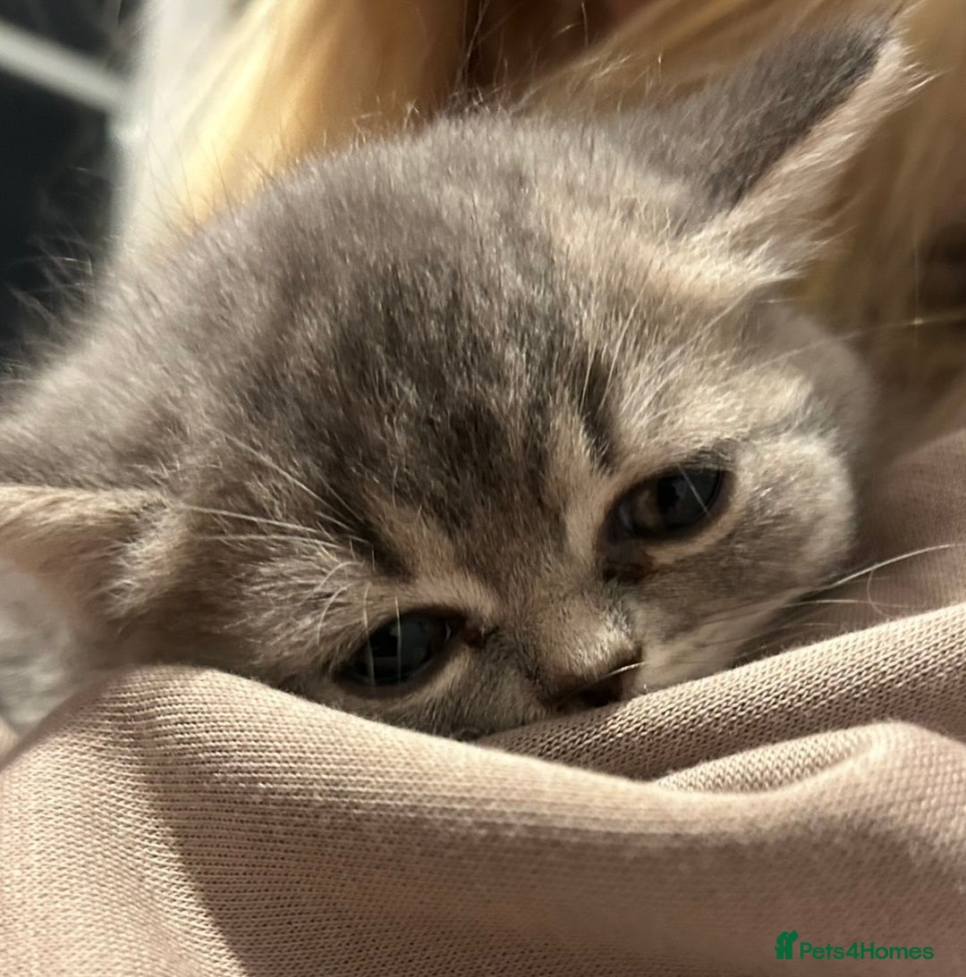 British Shorthair cats for sale: Beautiful British Shorthair kittens  - Advert 18