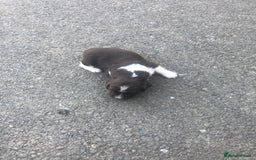 English Springer Spaniel dogs for sale: Springer spaniel puppies  - Image 4