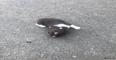 English Springer Spaniel dogs Springer spaniel puppies  - Advert 12