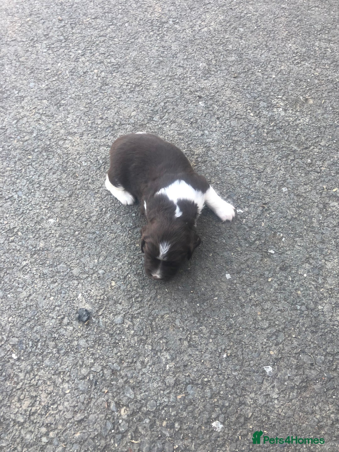 English Springer Spaniel dogs for sale: Springer spaniel puppies  - Image 4