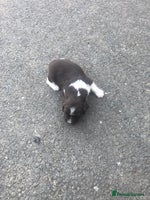 English Springer Spaniel dogs Springer spaniel puppies - Advert 6