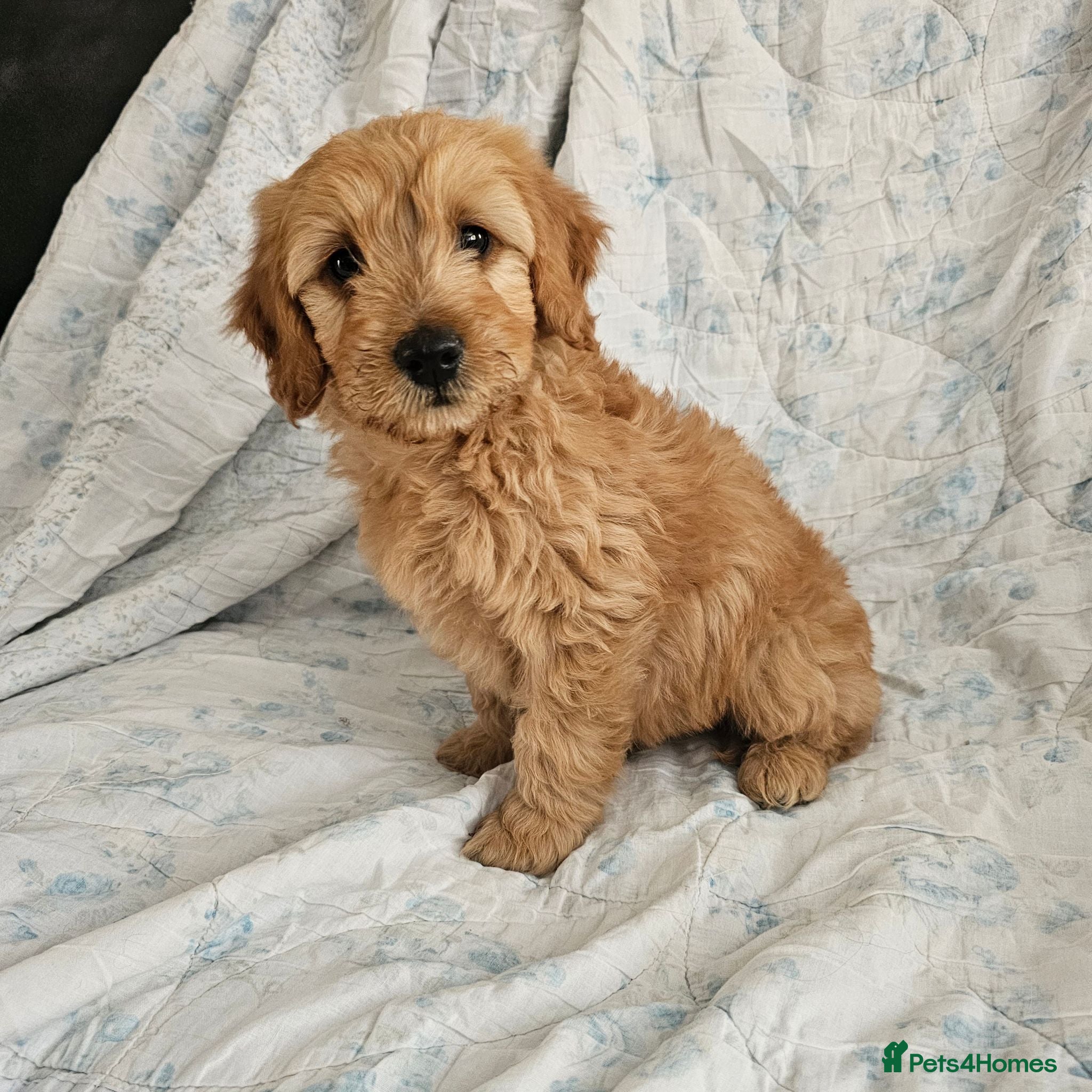 Mini Goldendoodle dogs Beautiful Mini Goldendoodle Ready Now - Advert 2
