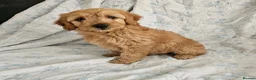 Mini Goldendoodle dogs for sale: Beautiful Mini Goldendoodle Ready Now - Advert 2