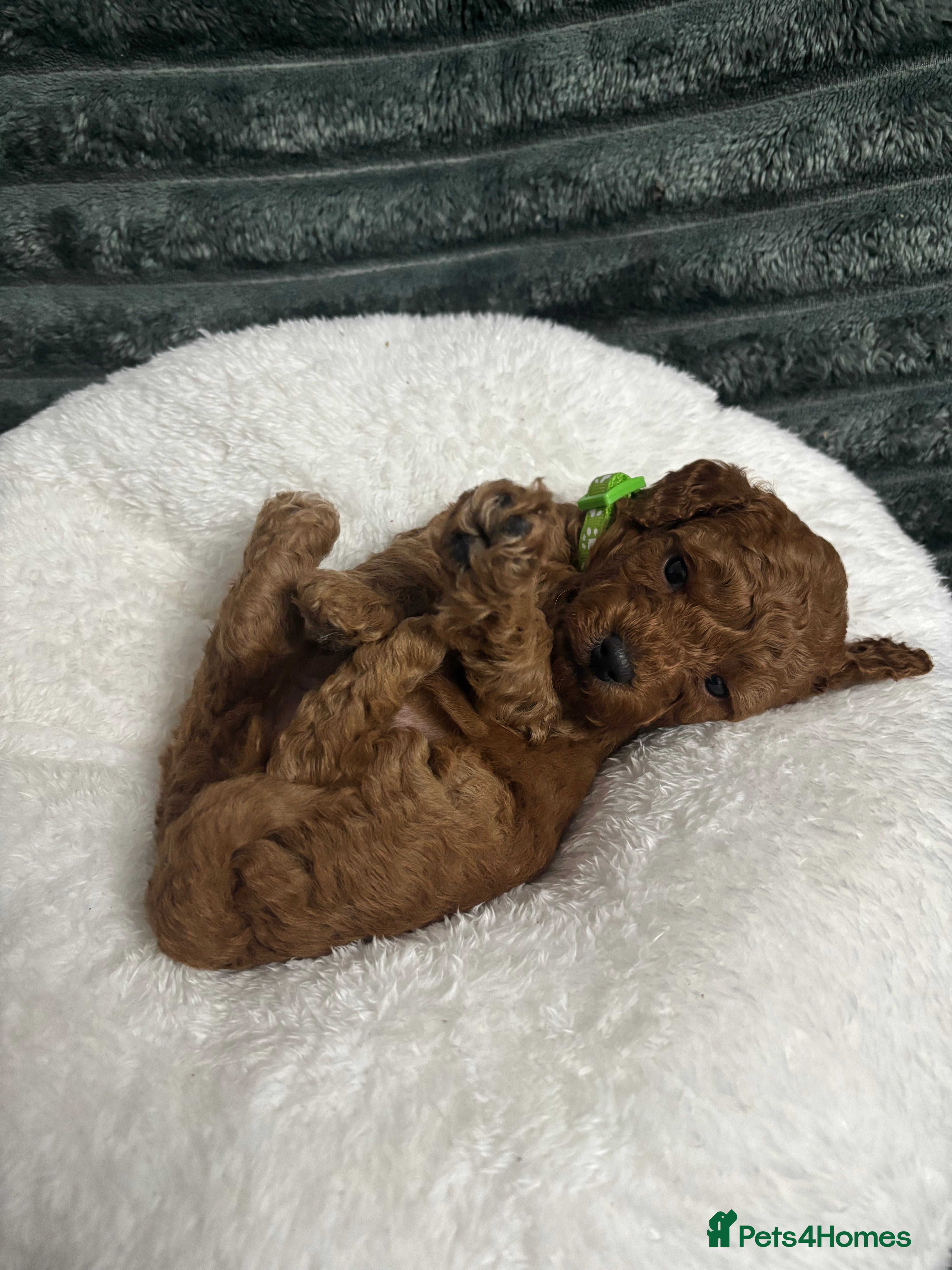 Toy Poodle dogs Toy poodle Puppies Dna tested Kc registered  - Advert 1