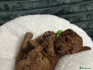 Toy Poodle dogs Toy poodle Puppies Dna tested Kc registered - Advert 1
