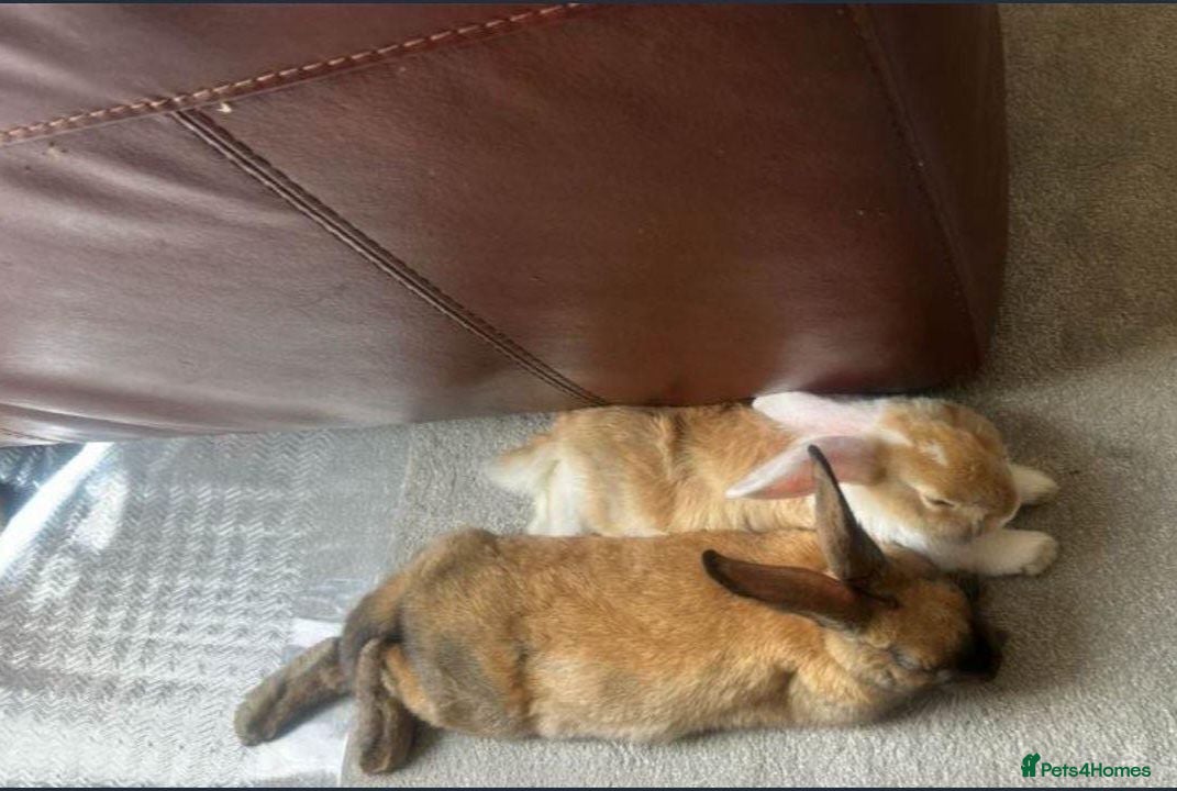 Mixed Breed rabbits Rabbits Brownies and Daisy - Advert 1