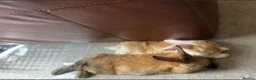 Mixed Breed rabbits for sale: Rabbits Brownies and Daisy - Advert 1