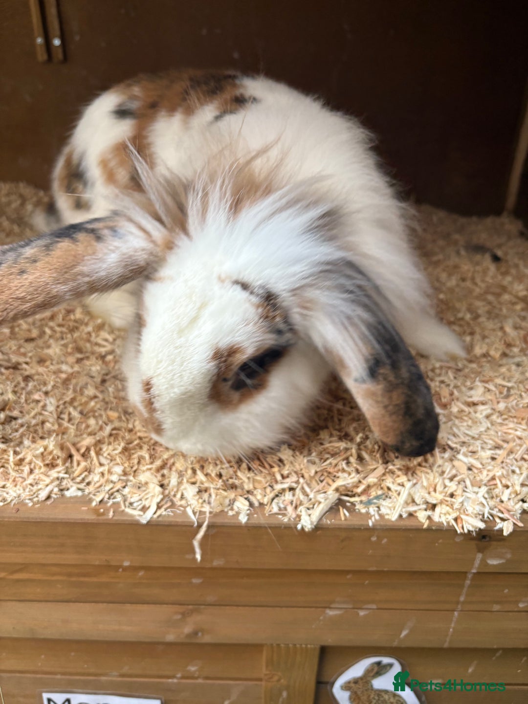 Mixed Breed rabbits for sale: 2 bonded 1 year old lion lop sisters  - Advert 6