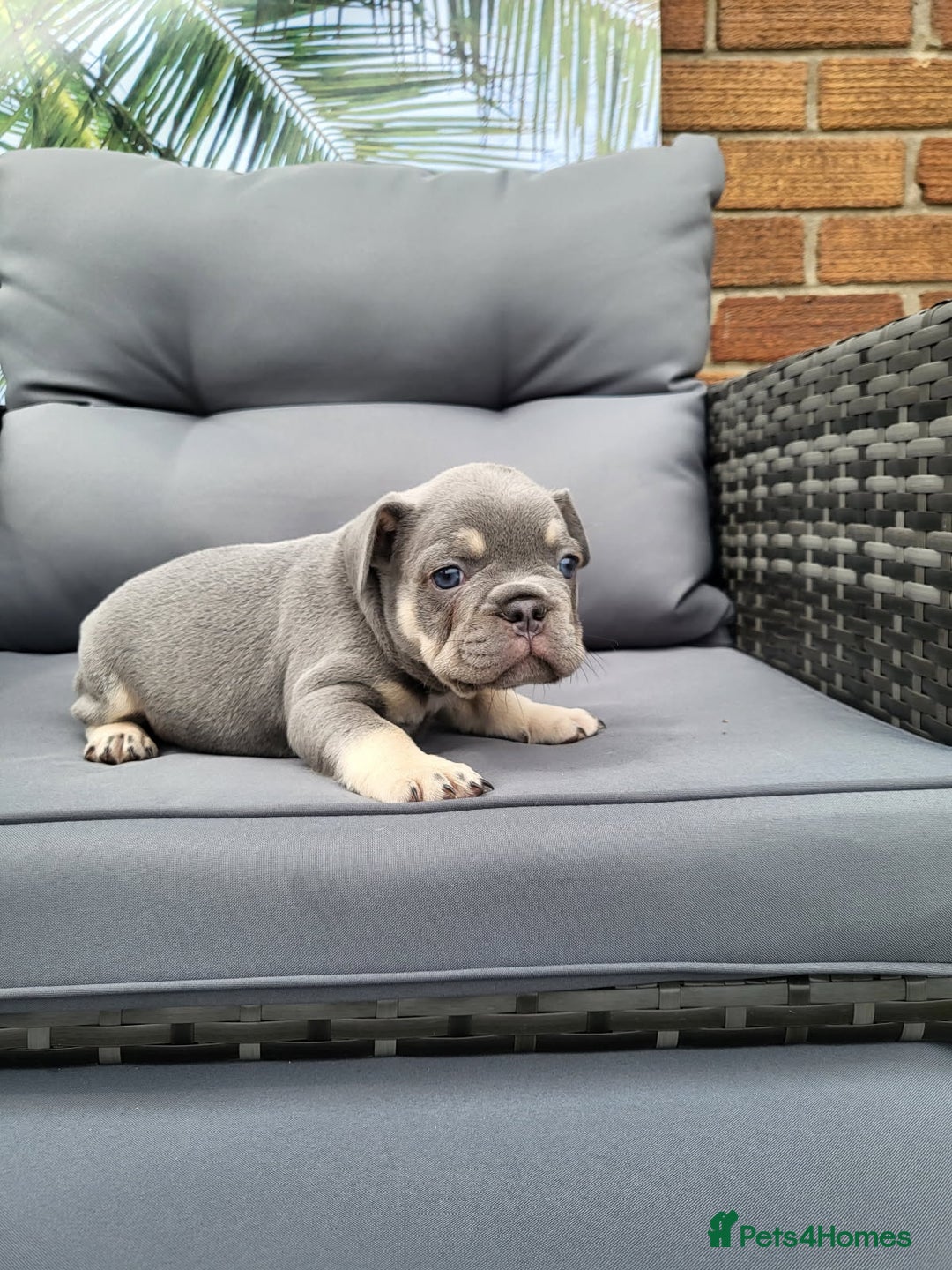 French Bulldog dogs for sale: KC Registered Frenchies ONLY 3 LEFT - Image 30