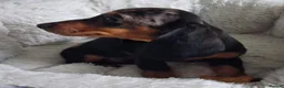 Miniature Dachshund dogs for sale: Stunning Dachshund pups *Ready now* - Advert 7