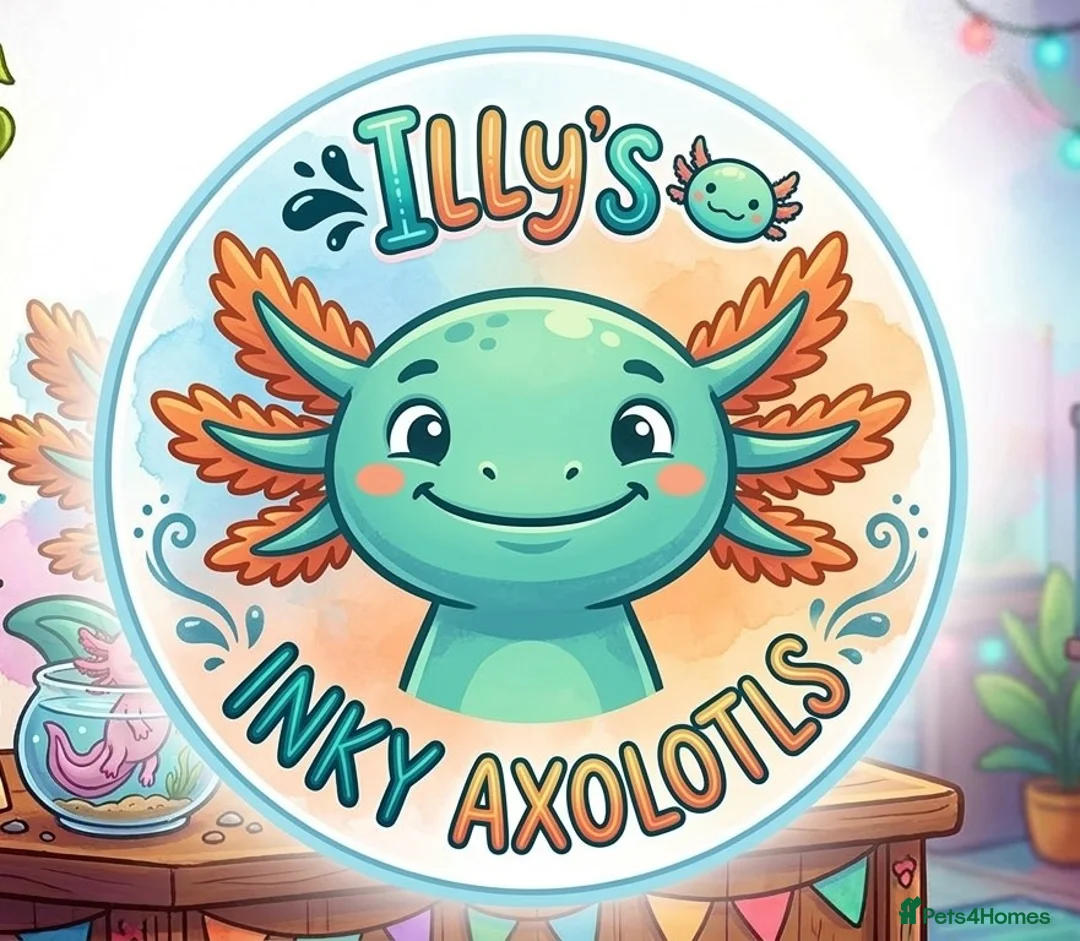 Axolotl reptiles for sale: Beautiful clutch of baby hypo Axolotls  - Advert 1