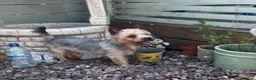 Yorkshire Terrier dogs for sale: Beautiful Standard Size Yorkshire Terrier Puppies - Advert 13