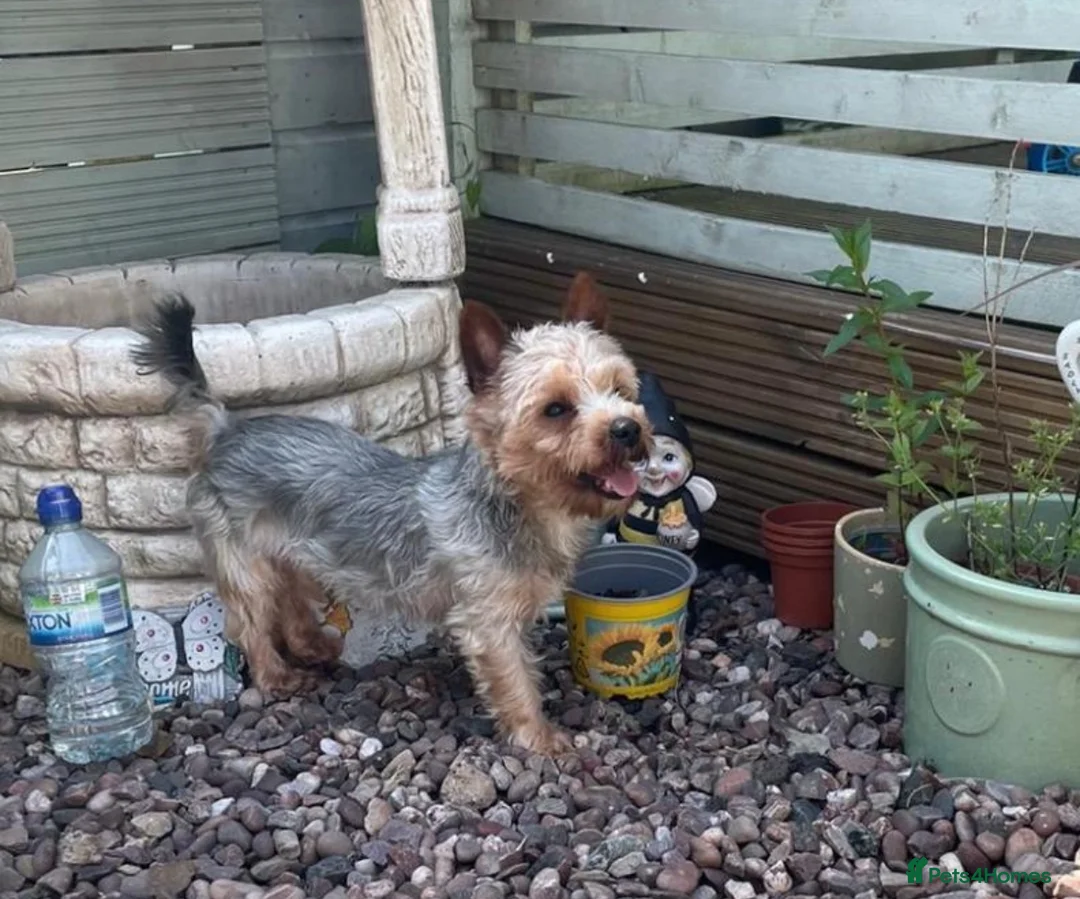 Yorkshire Terrier dogs for sale: Beautiful Standard Size Yorkshire Terrier Puppies - Advert 13