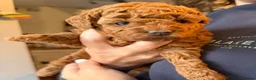 Toy Poodle dogs for sale: Beautiful Red Toy Poodle Puppies -Boy & Girl  - Advert 4