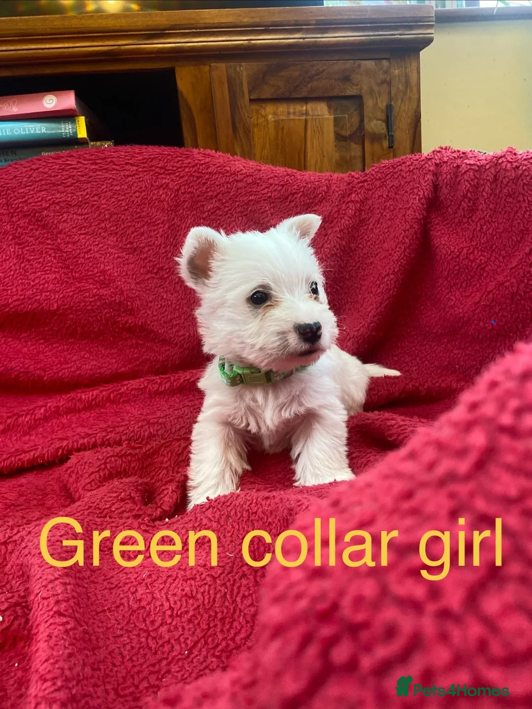 West Highland Terrier dogs for sale: Beautiful West Highland puppies for sale - Advert 9