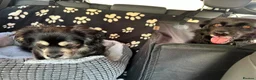 Mixed Breed dogs for adoption: RICKY - FOR ADOPTION  in Caernarfon - Advert 4
