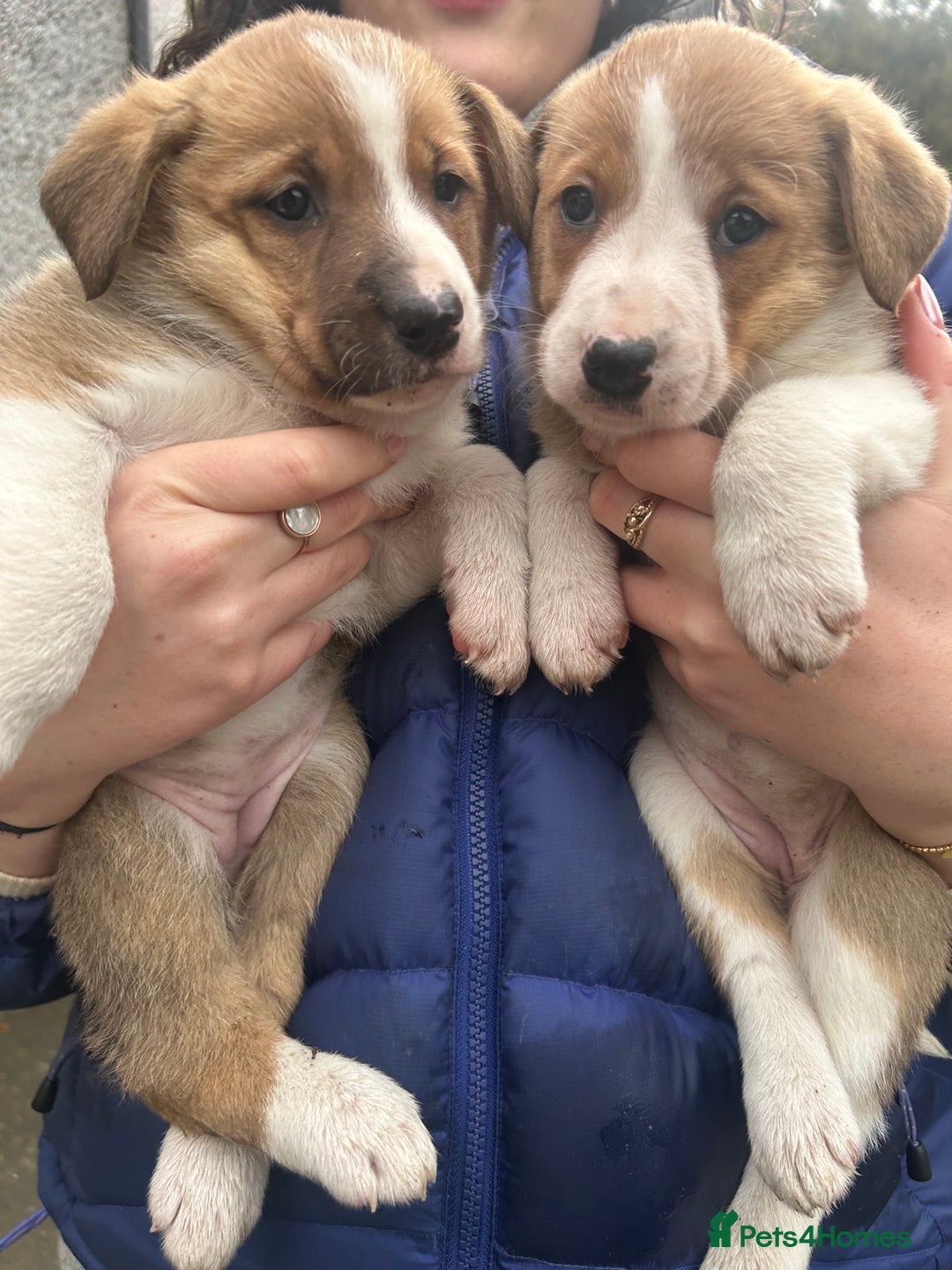 Border Collie dogs for sale: Welsh Red/Tri Coloured Collie Pups For Sale - Image 4