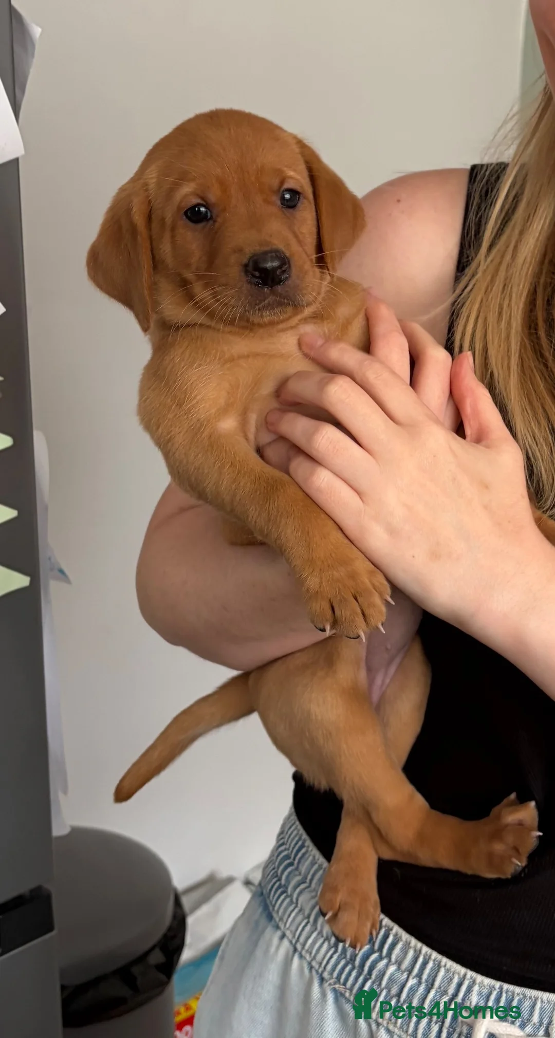 Labrador Retriever dogs for sale: KC REGISTERED FOX RED LABRADOR  - Advert 6