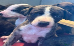 Lurcher dogs for sale: Whippet/greyhound/bull X greyhound/whippet/collieX - Image 1
