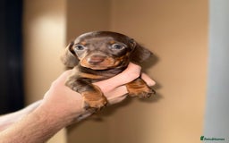 Miniature Dachshund dogs for sale: 🩷💙Stunning KC Mini Dachshund Puppies💙 - Image 12