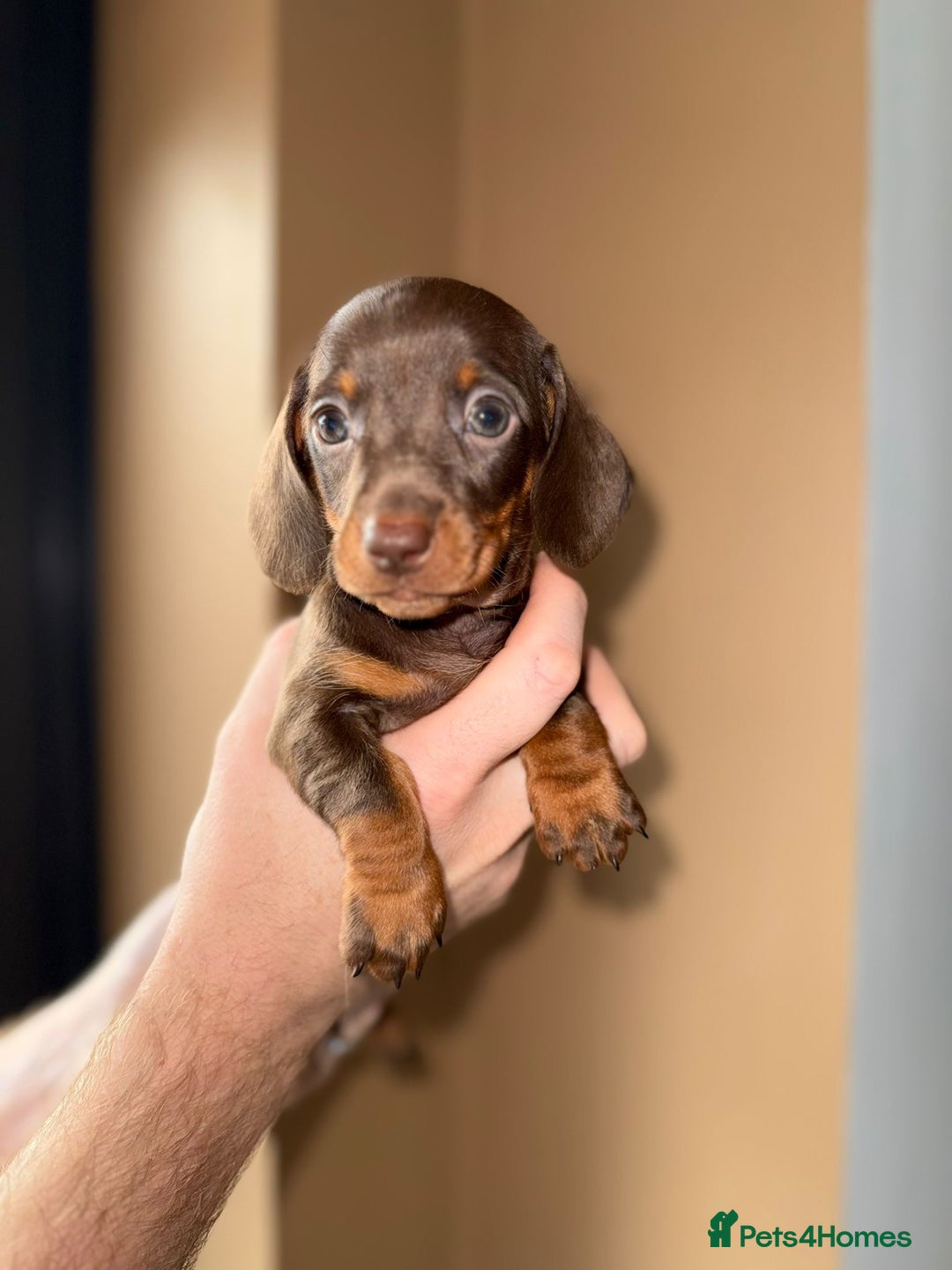 Miniature Dachshund dogs for sale: 🩷💙Stunning KC Mini Dachshund Puppies💙 - Image 12