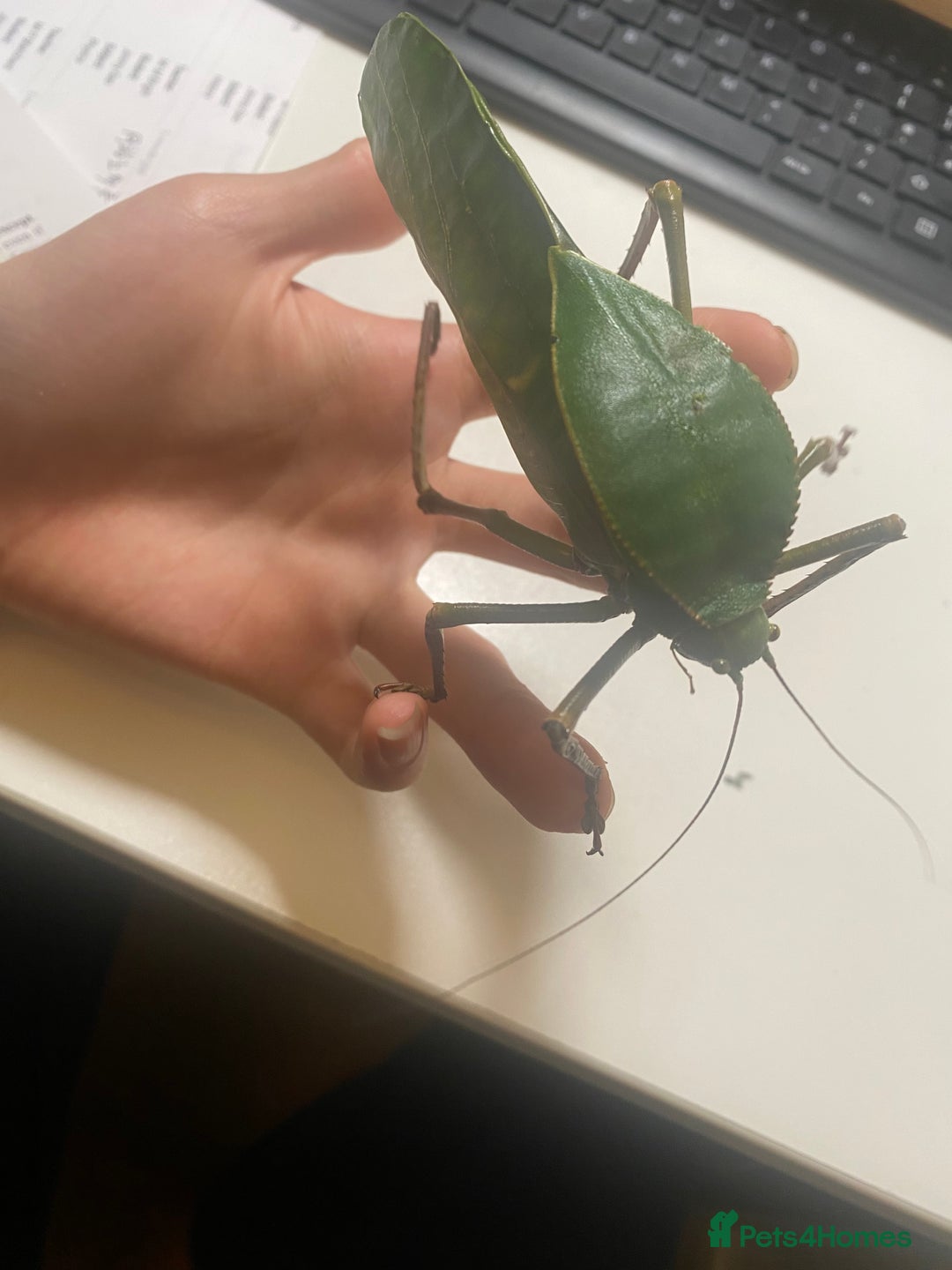Stick Insects invertebrates for sale: Giant hooded katydid (siliquofera grandis) - Image 2