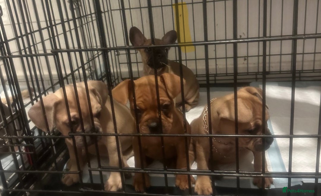 Mixed Breed dogs for sale: English bulldog x French bulldog  - Image 14