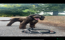 Sprocker dogs for sale: Male Chocolate  Sprocker Spaniel  - Image 4