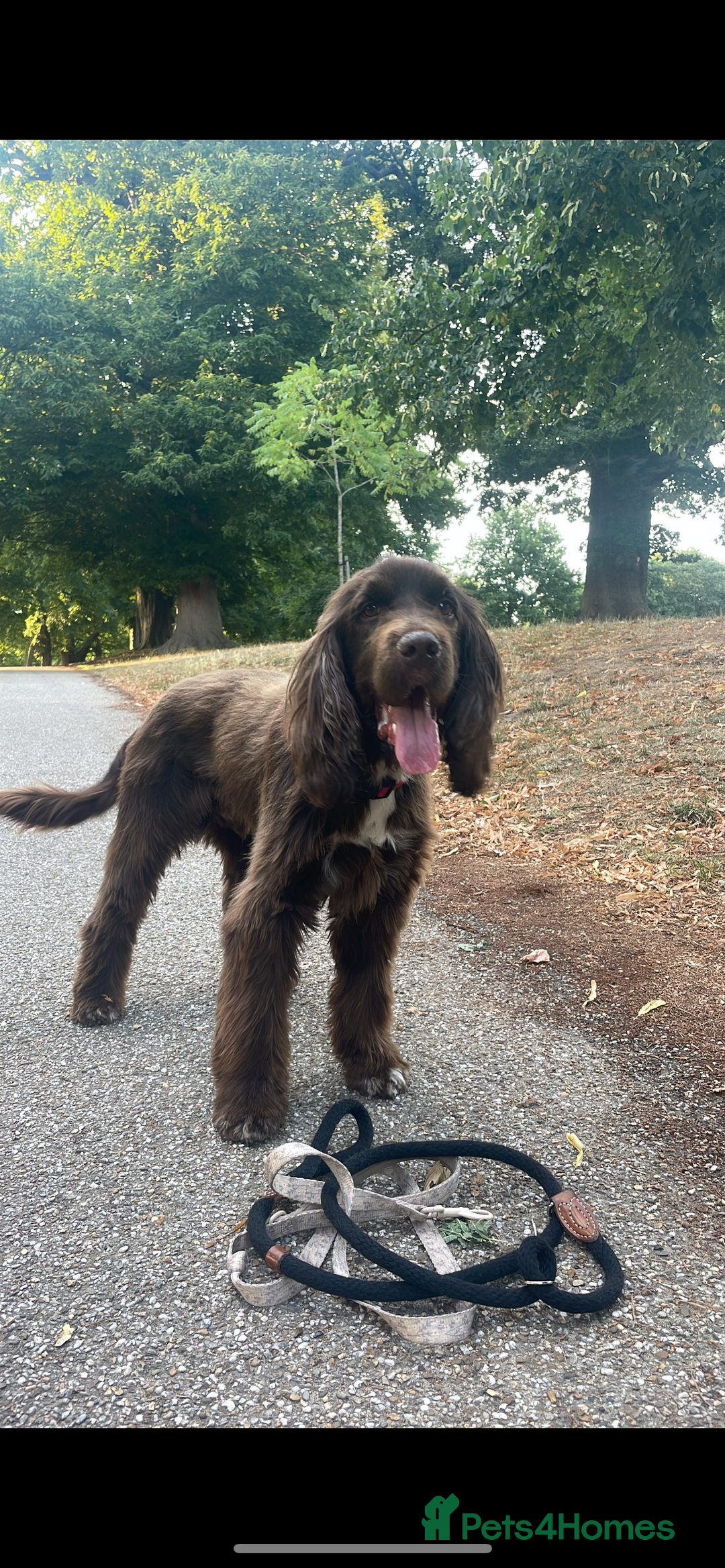 Sprocker dogs for sale: Male Chocolate  Sprocker Spaniel  - Image 4