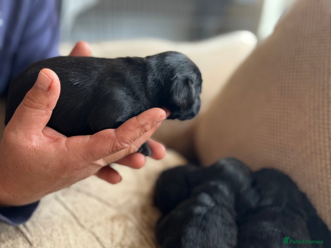 Cocker Spaniel dogs for sale: 6 adorable Cocker Spaniel pups - Image 3