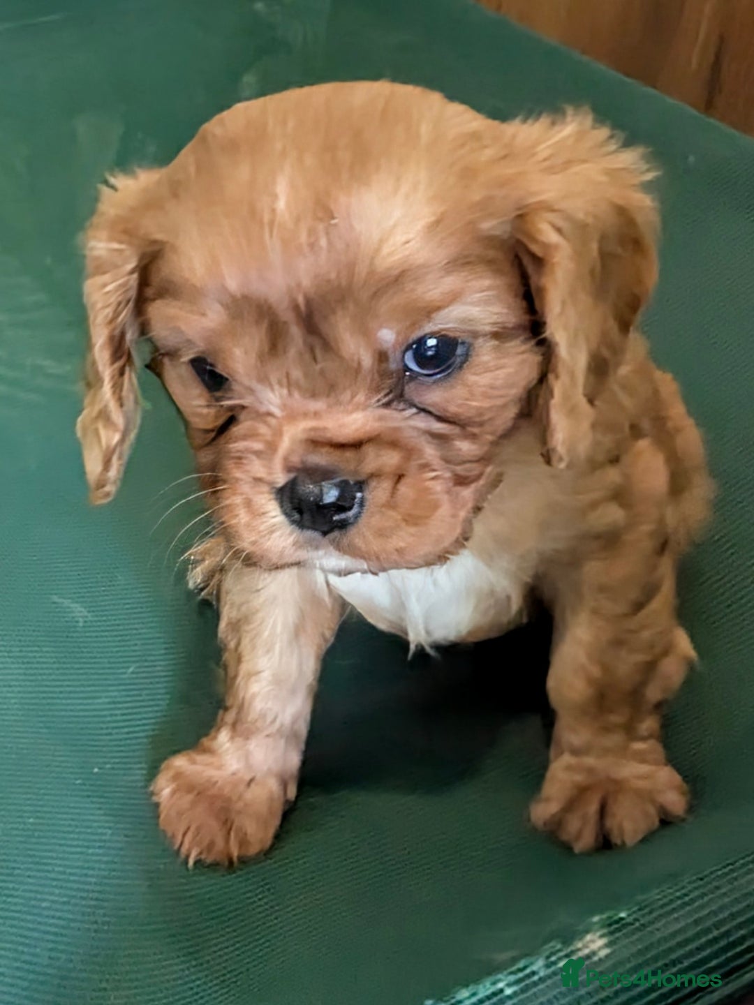 Cavalier King Charles Spaniel dogs for sale: Stunning Deep Ruby Cavalier king Charles puppies  - Image 30