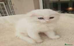 Scottish Fold cats for sale: Scottish folds with hearts of gold - Image 17