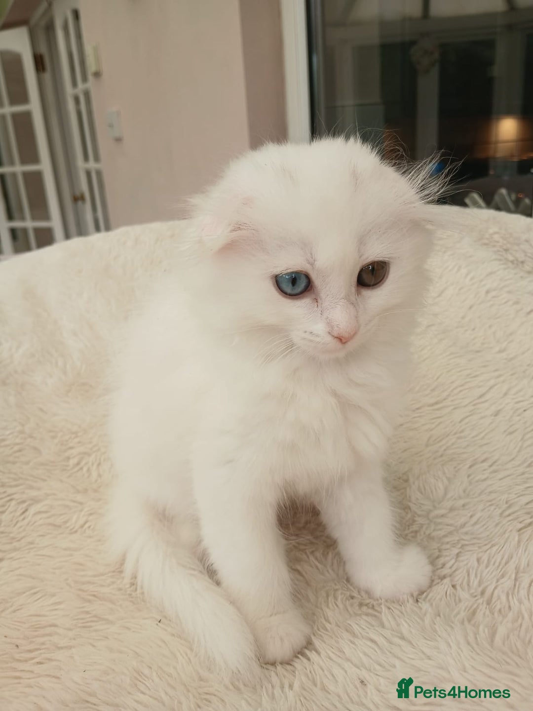 Scottish Fold cats for sale: Scottish folds with hearts of gold - Image 17