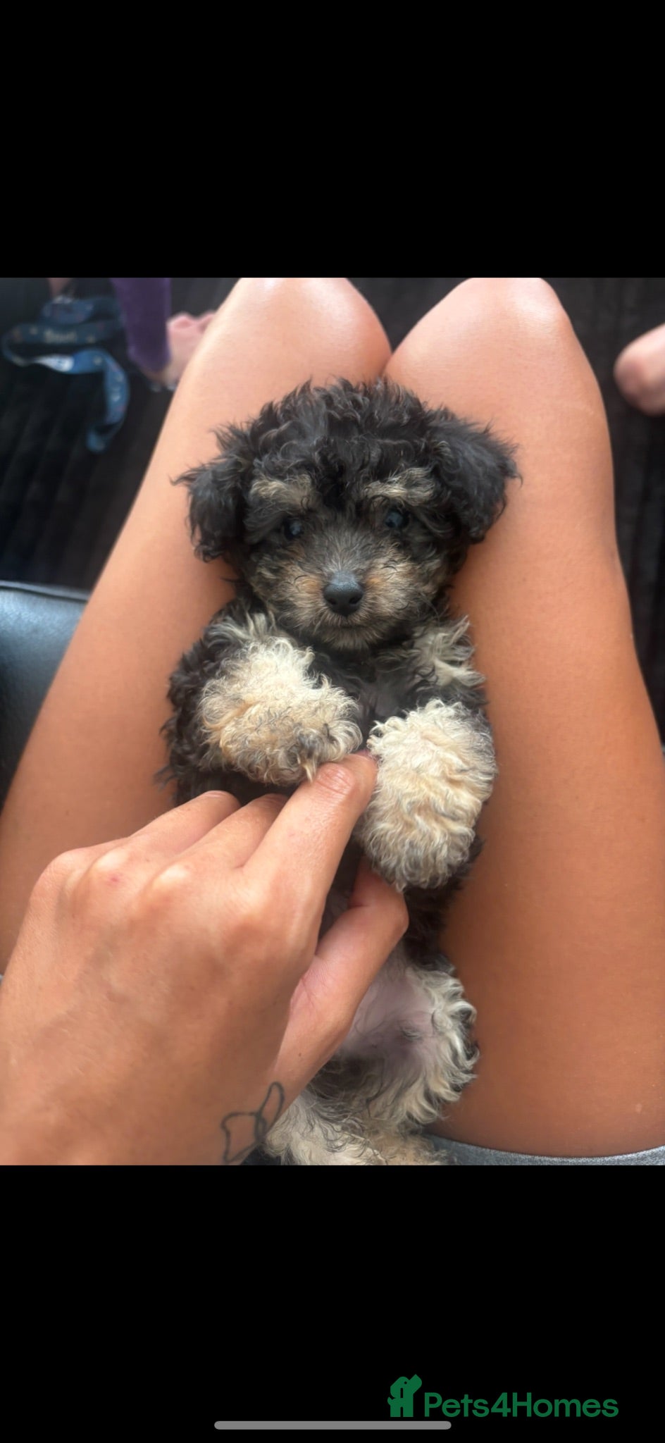 Toy Poodle dogs Toy puddle puppies  READY NEXT WEEK - Advert 1