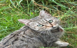 Mixed Breed cats for sale: Three cats for sale  - Image 1
