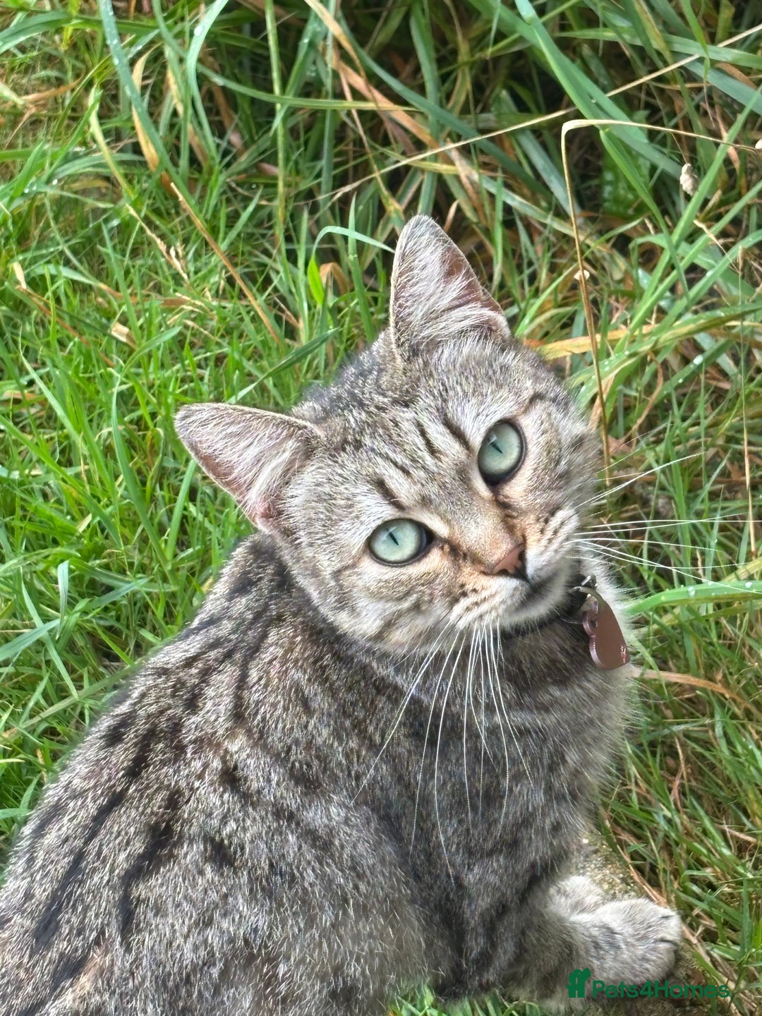 Mixed Breed cats for sale: Three cats for sale  - Image 1