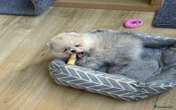 Pomeranian dogs for sale: Amazing Pom puppies from Five Star breeder  - Image 5