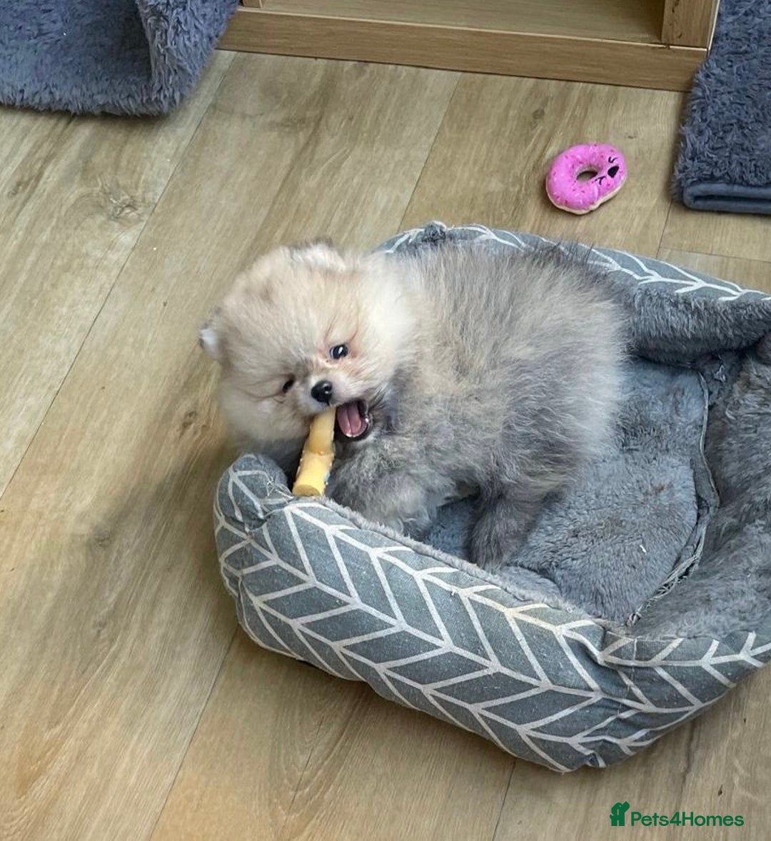 Pomeranian dogs for sale: Amazing Pom puppies from Five Star breeder  - Image 5