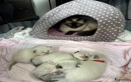 Ragdoll cats for sale: Ragdoll - Pedigree  - Image 2