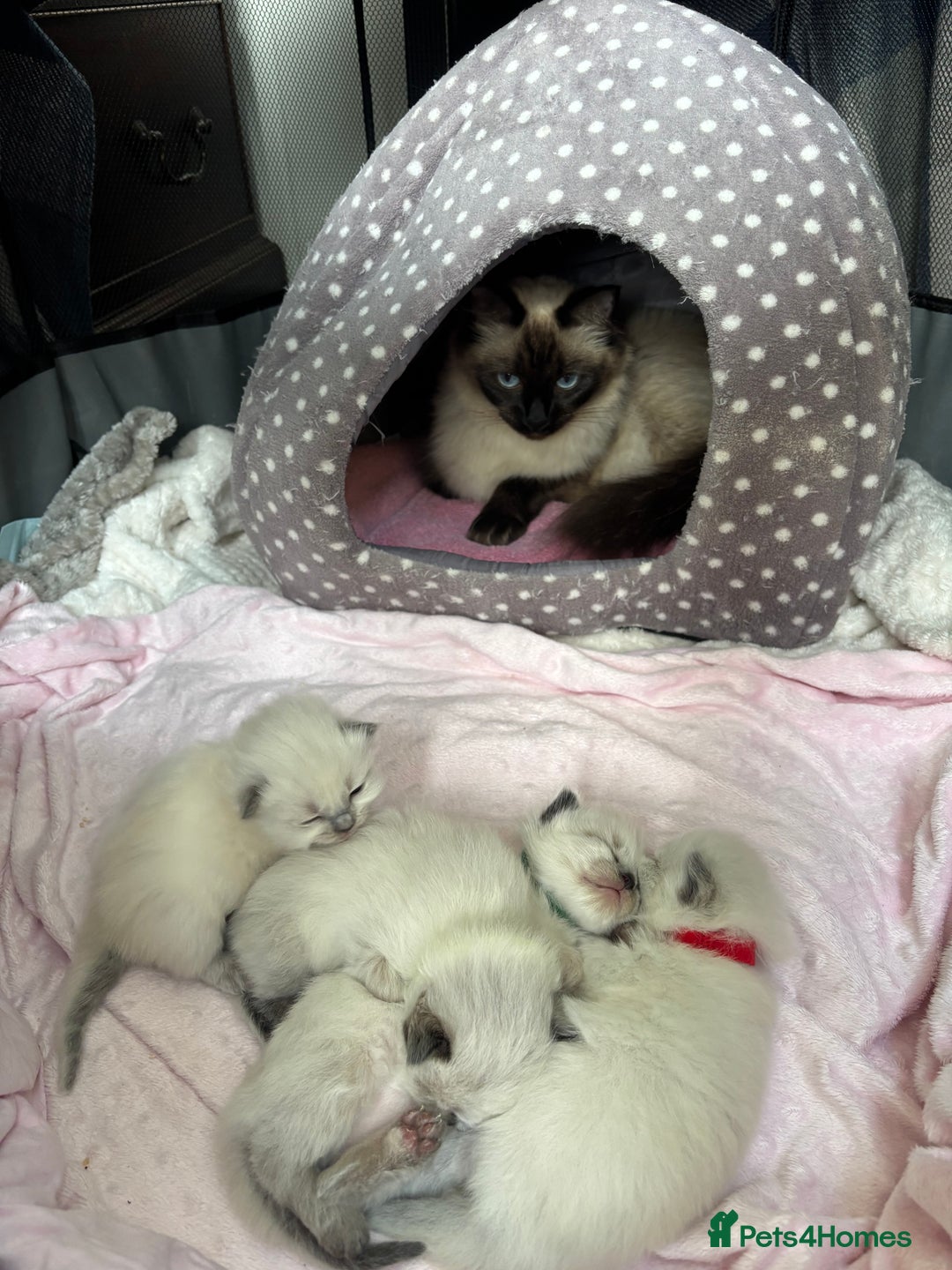 Ragdoll cats for sale: Ragdoll - Pedigree  - Image 2