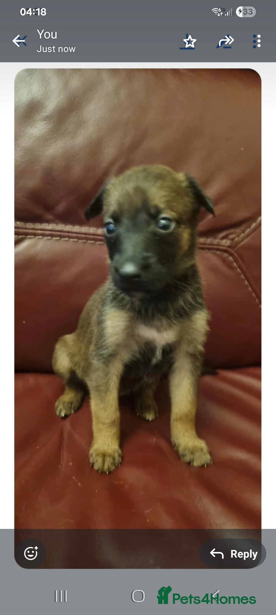 Mixed Breed dogs for sale: Belgian mally x saluki pups  - Image 4