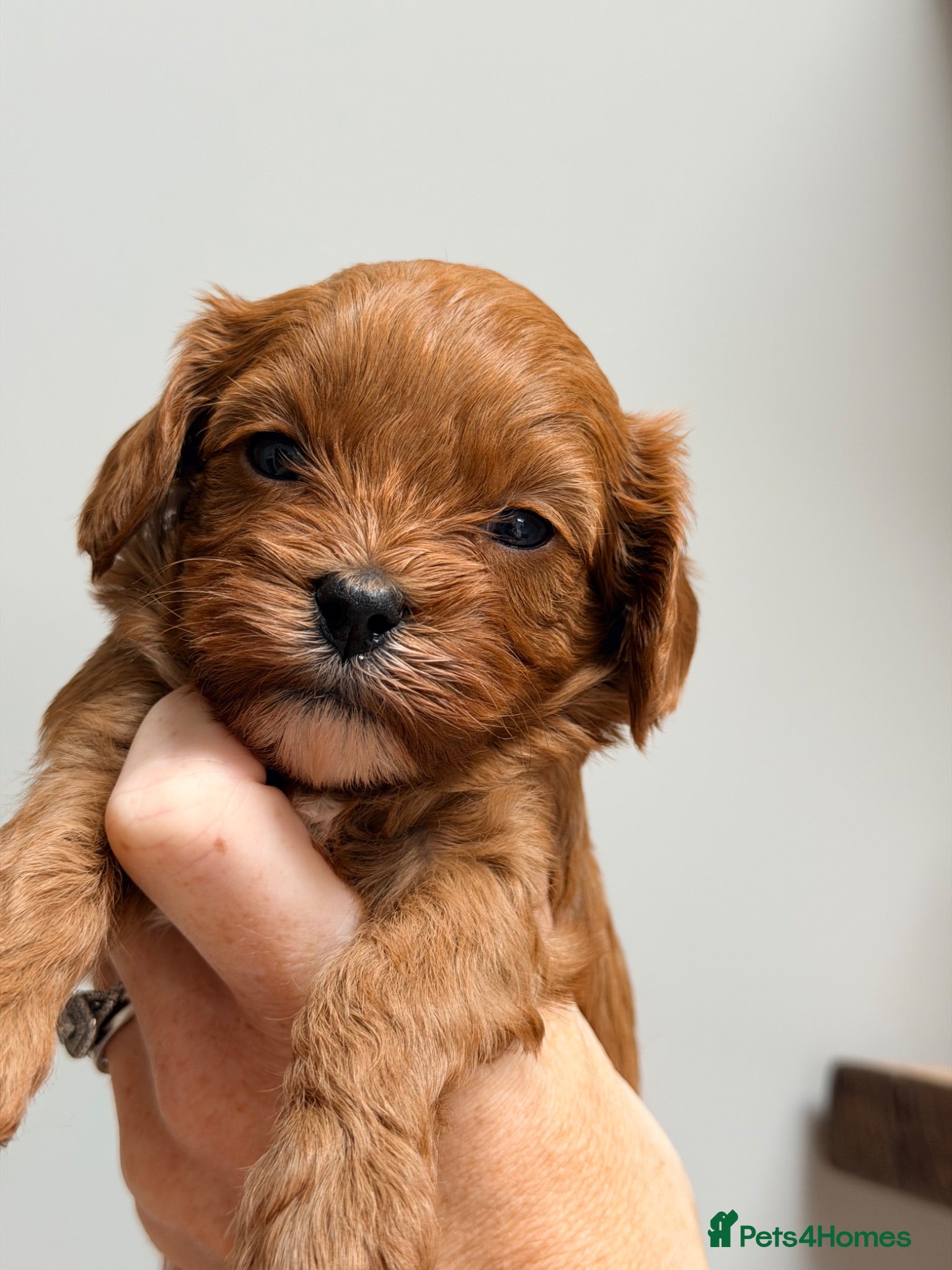 Cavapoo dogs Fox Red F1 Cavapoo’s  - Advert 1