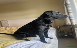 Labrador Retriever dogs for stud: Prince  - Image 3