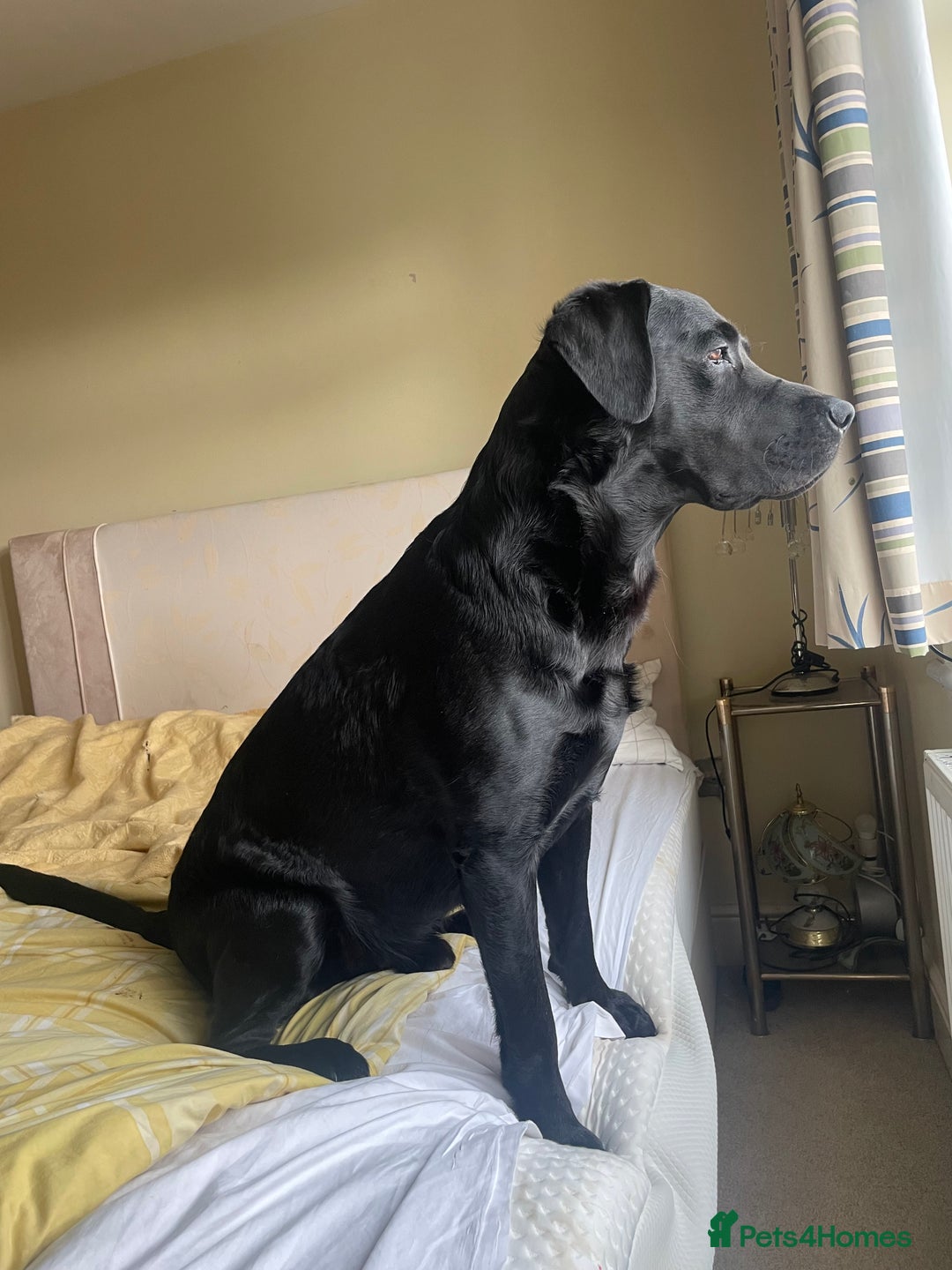 Labrador Retriever dogs for stud: Prince  - Image 3