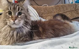 Maine Coon cats for sale: POLYDACTYL BEAUTY - Image 10