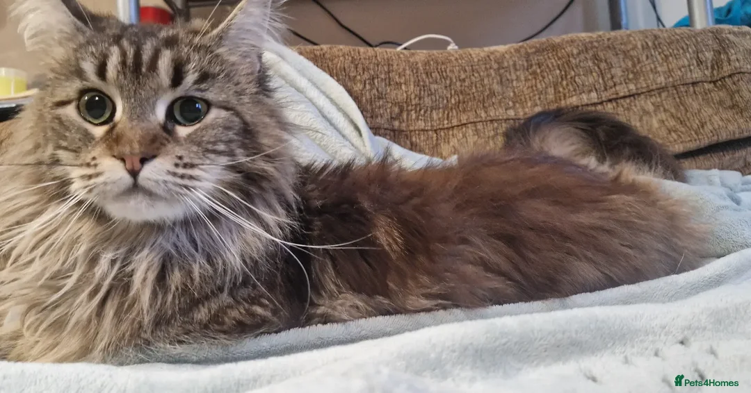 Maine Coon cats for sale: POLYDACTYL BEAUTY - Image 10